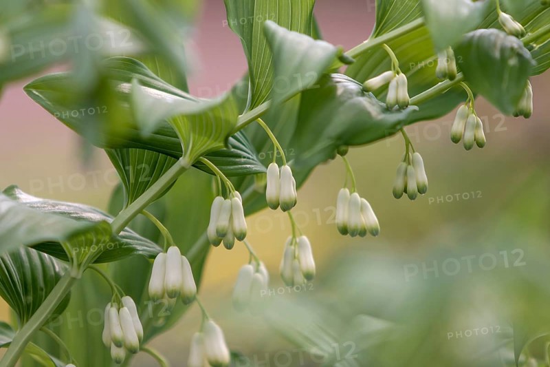 Solomon's seal
