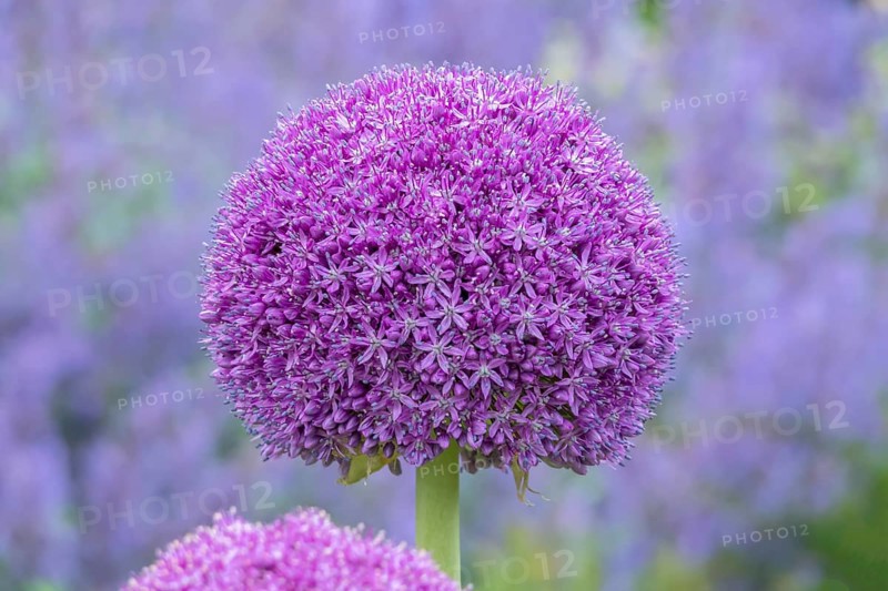 Ornamental leek