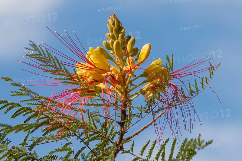 Bird of Paradise Bush