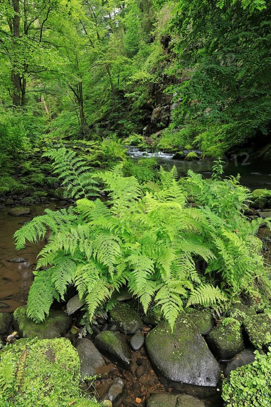 Stream