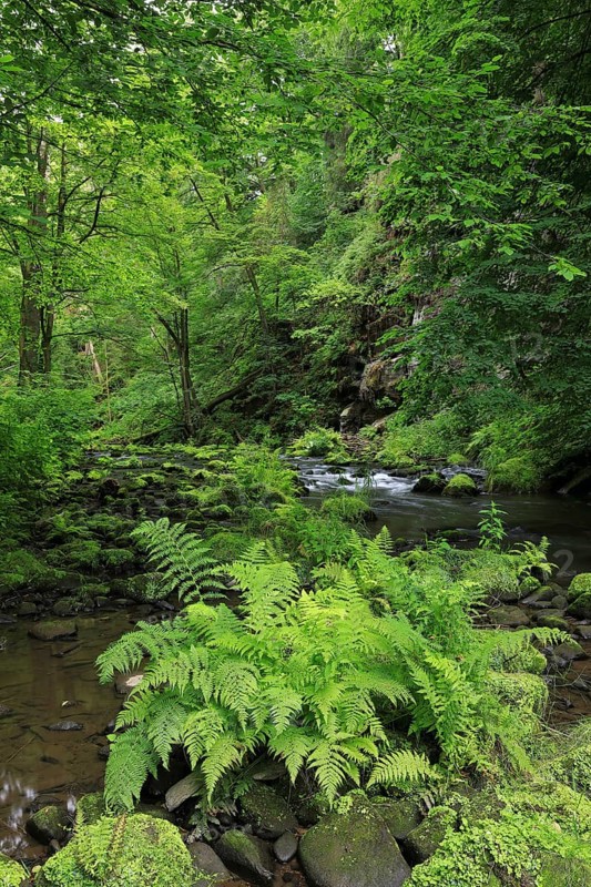 Stream