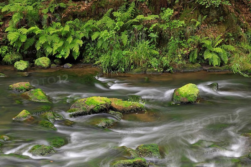Stream