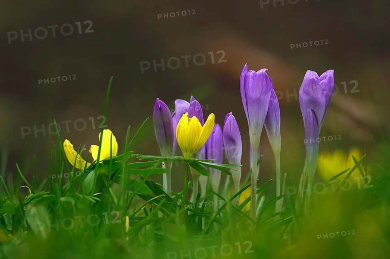 First crocuses