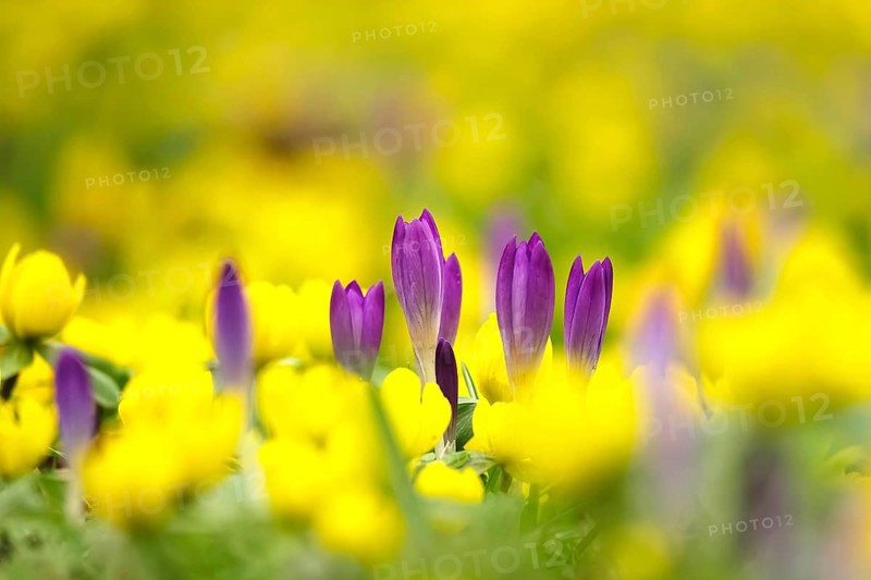 First crocuses