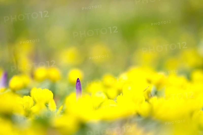 First crocuses