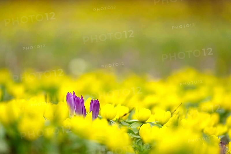 First crocuses