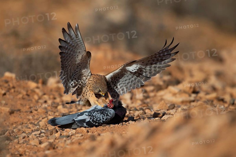Kestrel