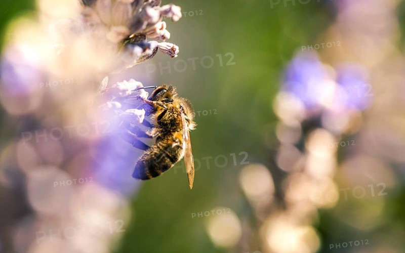 European Honey Bee