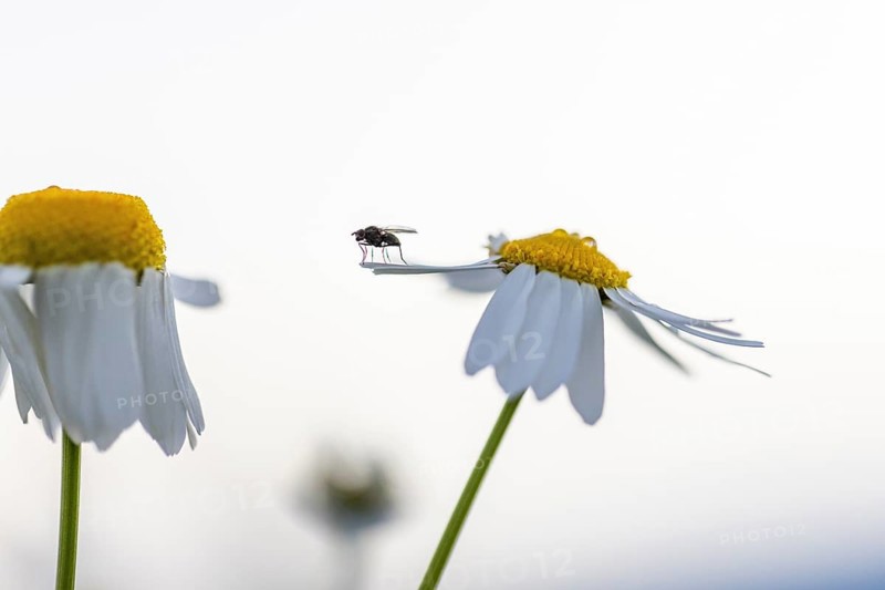 Launch pad on a camomile