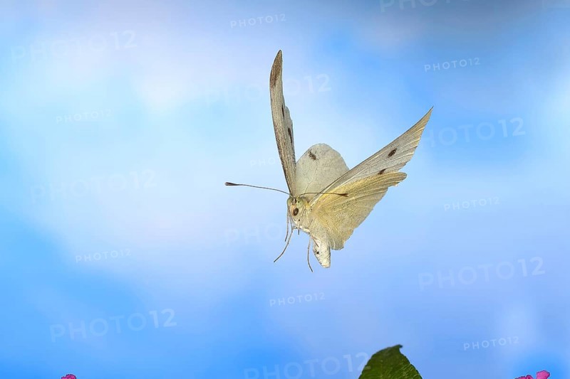 Cabbage butterfly