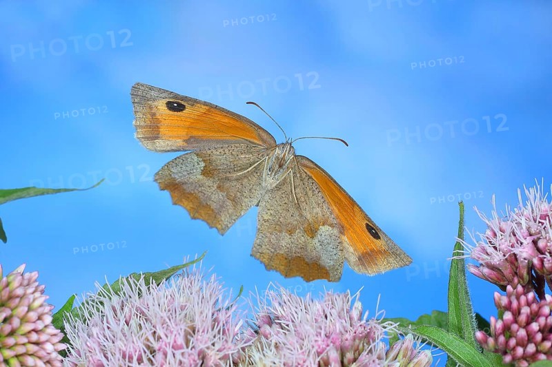 Meadow brown