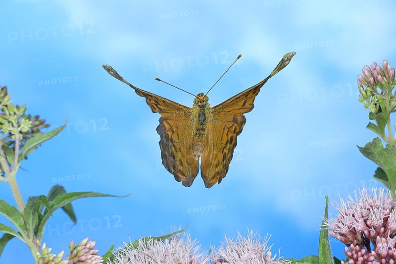 Silver-washed fritillary