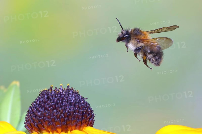 Common carder-bee