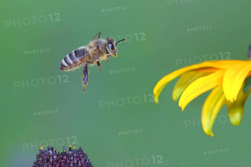 Honey bee