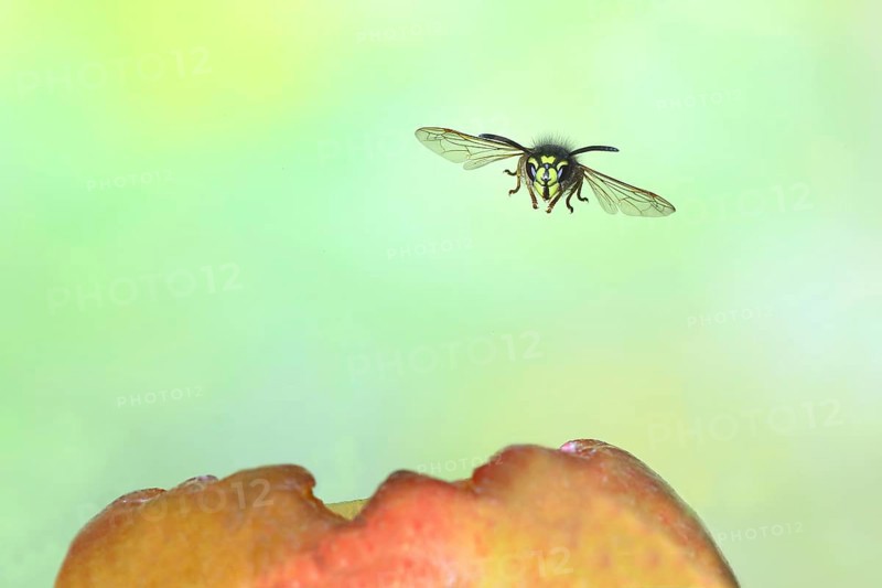 Common wasp