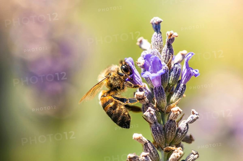 European Honey Bee