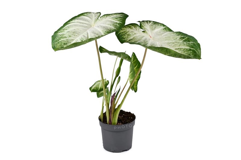 Exotic 'Caladium Aaron' houseplant with white and green large leaves in flower pot isolated on white background