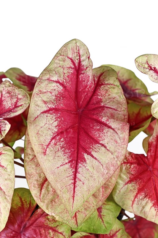 Close up of pink leaf of exotic 'Caladium Lemon Blush' houseplant on white background