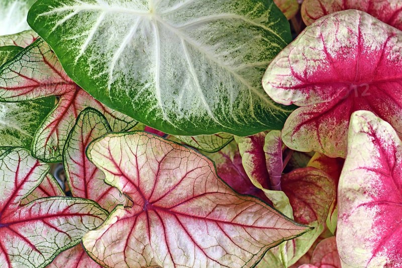 Colorful leaves of Caladium plant in pink