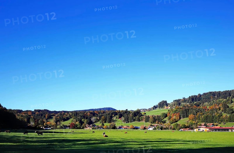 Pasture with cows near Niedersonthofen in the foothills of the Alps. Waltenhofen