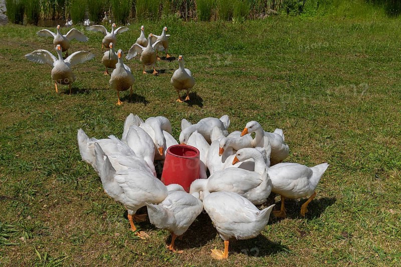 Greylag goose