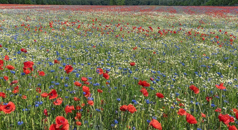 Flowering field with poppy flowers