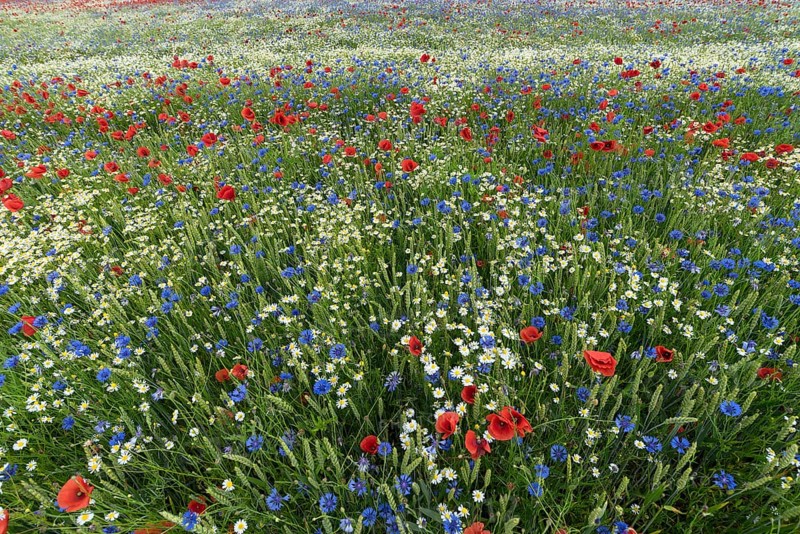 Flowering field with poppy flowers