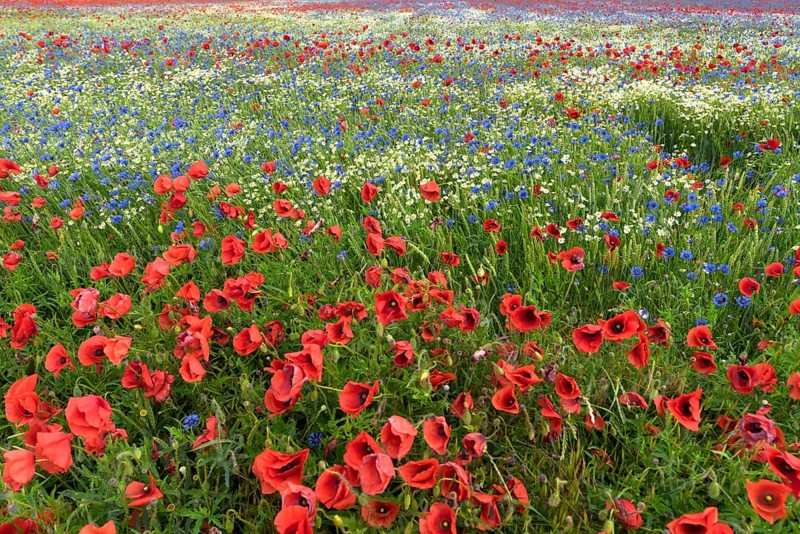 Flowering field with poppy flowers