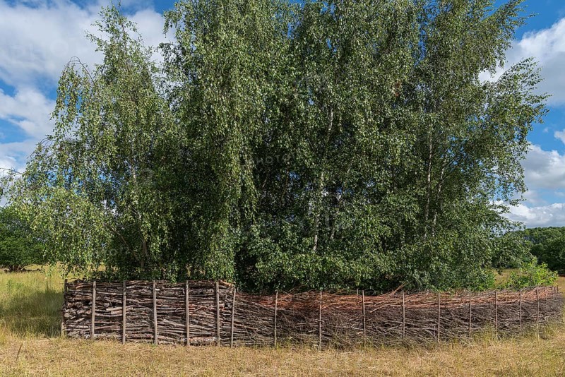 Benjes hedges or deadwood hedges on a nature conservation area