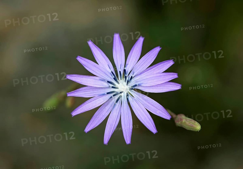 Flower of the common chicory