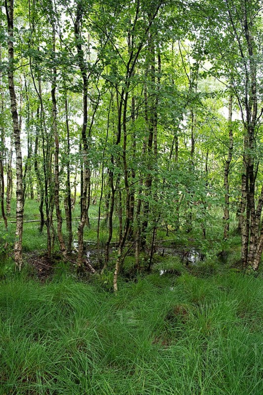 Bockholter Dose nature reserve