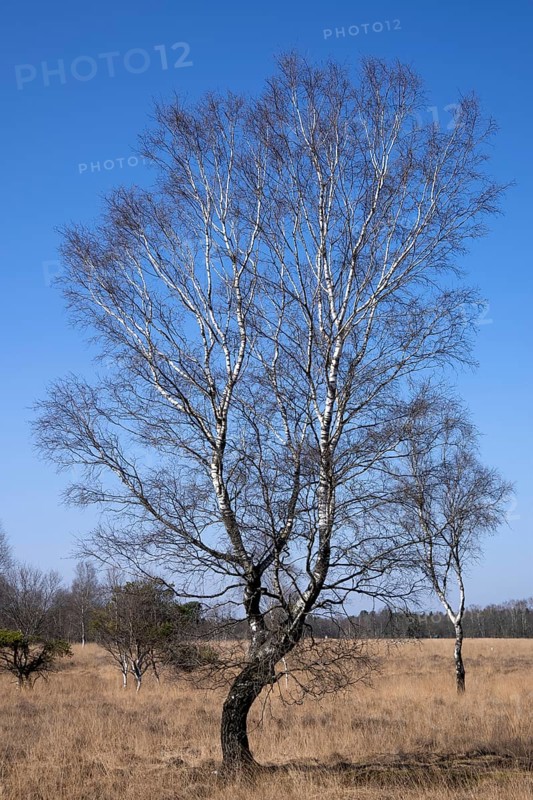 Bockholter Dose nature reserve