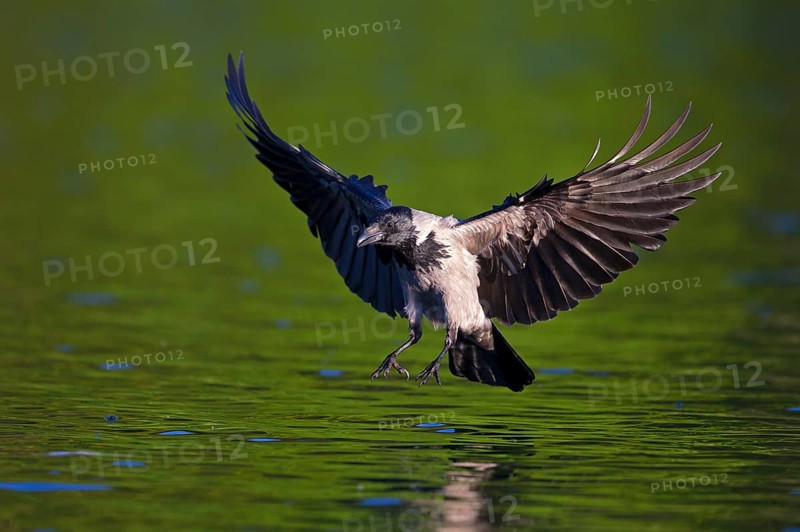 Hooded crow