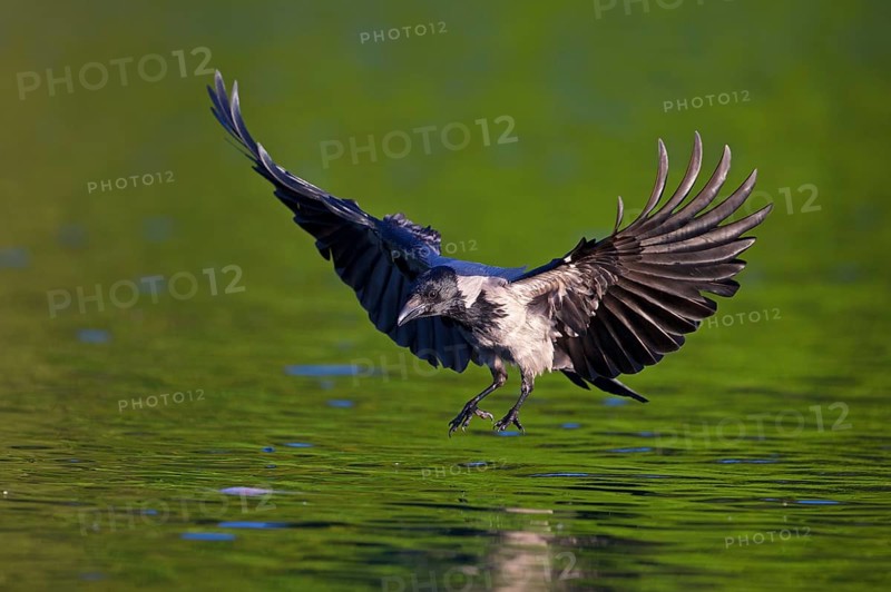 Hooded crow