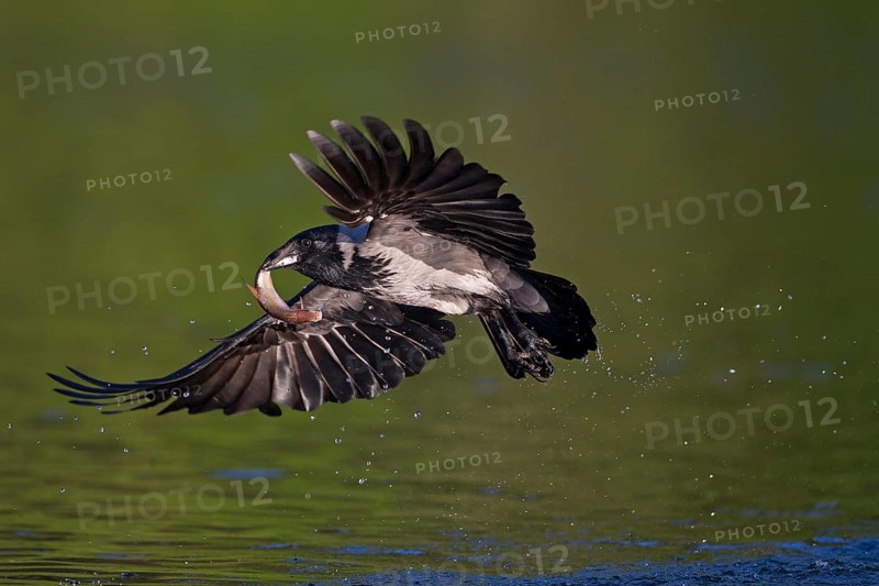 Hooded crow