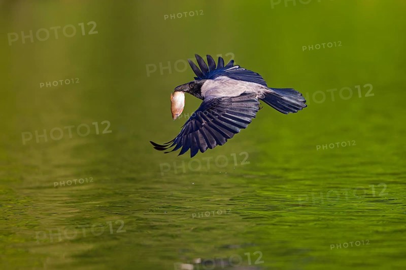 Hooded crow