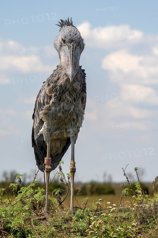 Shoebill