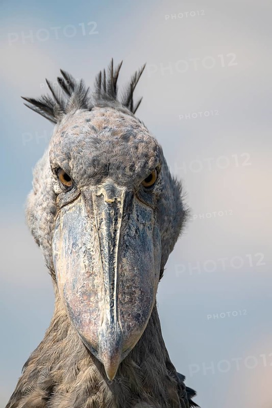 Shoebill