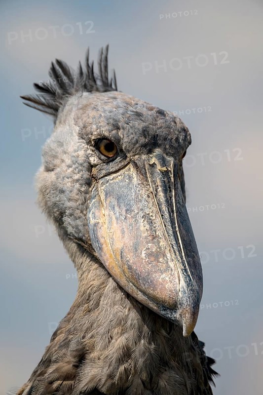 Shoebill