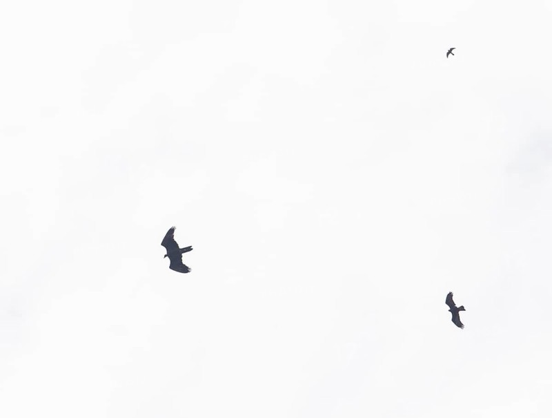 Flight image of bearded vulture