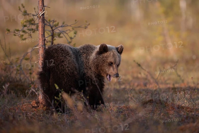 European brown bear