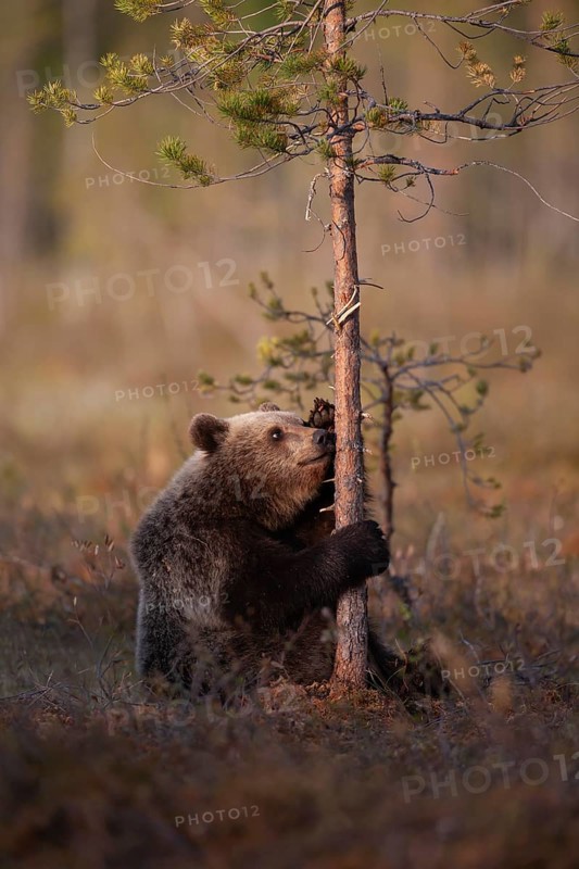 European brown bear