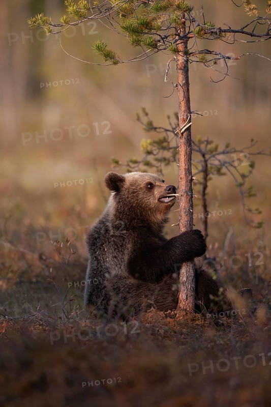 European brown bear