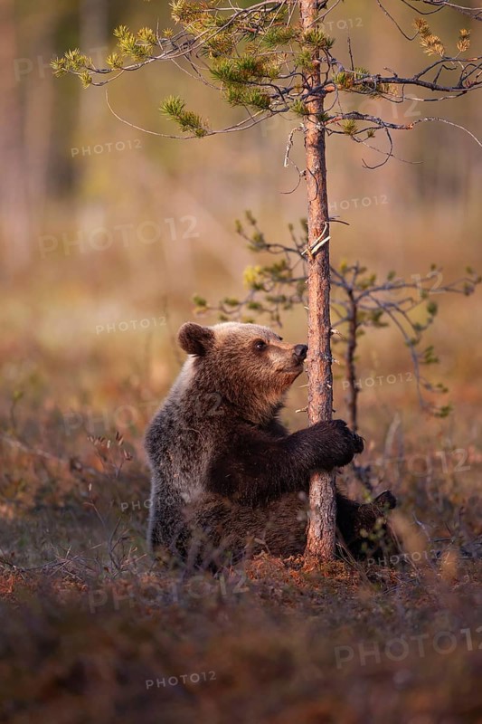 European brown bear