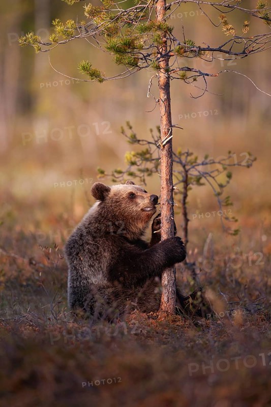 European brown bear