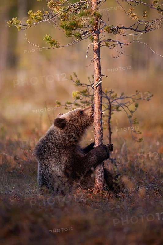 European brown bear