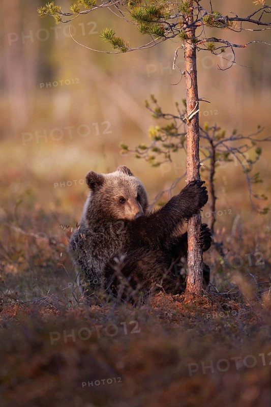 European brown bear
