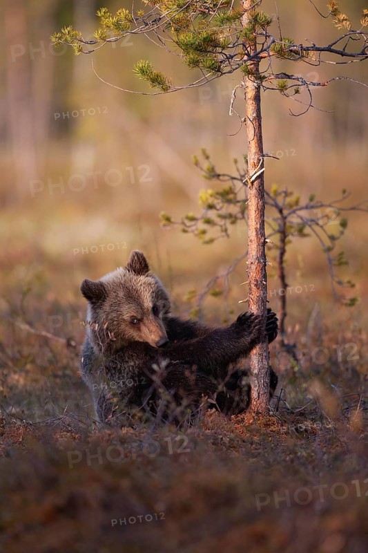 European brown bear