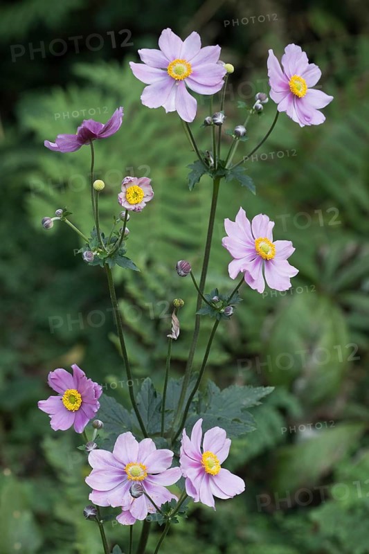 Chinese anemone