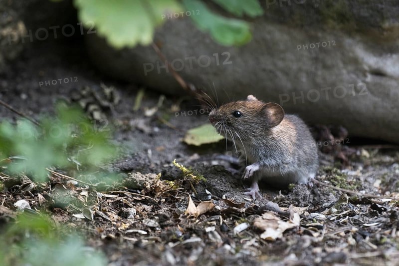 Bank vole